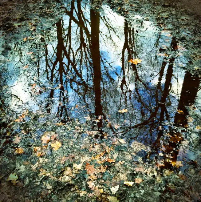 trees-reflection-water-leaves-imagination-gold